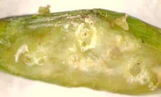 A gall sliced open to reveal tiny gall wasp larvae.
