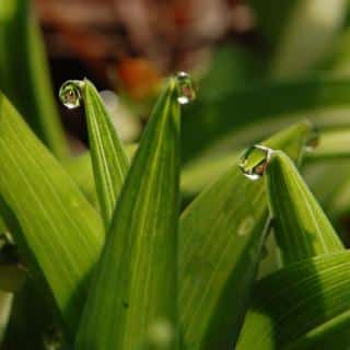 On blades of grass, as on these iris leaves, sap guttates at the tips.