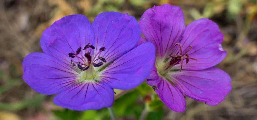 Two Geranium Rozanne blooms, a flower that was patent-protected until February 2019.