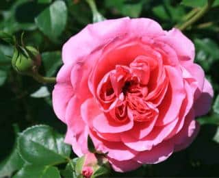 Pink flower with semi-double blooming, a patented rose variety.