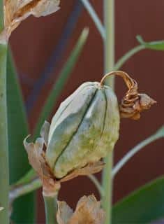 Iris seed pod forming with patentable seeds inside.