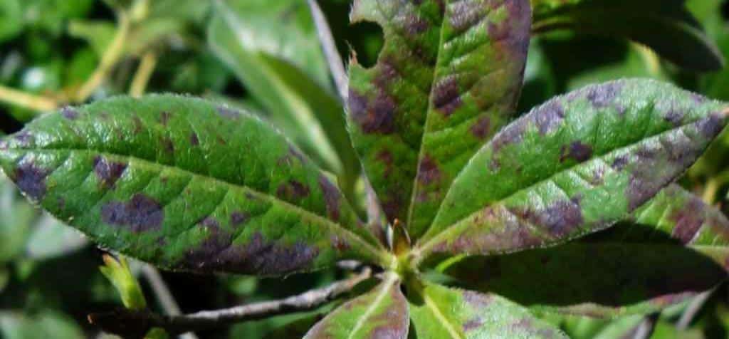 Leaf fungus infecting Azalea, one of the septoria plants