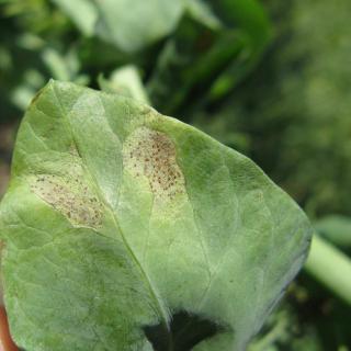 Septoria leaf spot on a pea vine leaf.