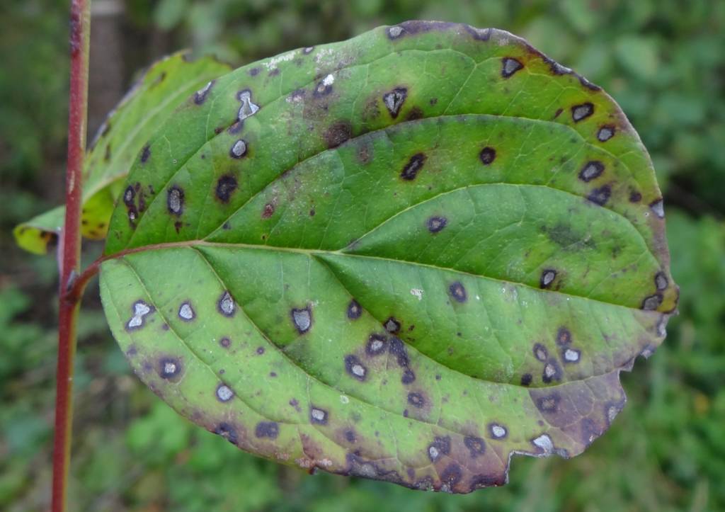 Septoria host plants – garden & orchard plants this leaf spot fungus infects