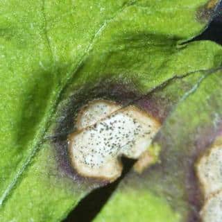 Spots of septoria on a parsley leaf with a black rim and white center, pycnidia in center.