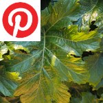 Picture related to Acanthus overlaid with the Pinterest logo.
