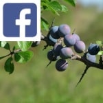 Picture related to Blackthorn overlaid with the Facebook logo.