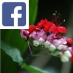 Picture related to Clerodendron overlaid with the Facebook logo.