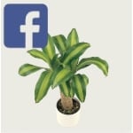 Picture related to Dracaena massangeana overlaid with the Facebook logo.