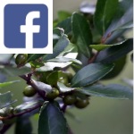 Picture related to Dwarf Yaupon Holly overlaid with the Facebook logo.