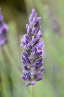 Single English lavender flower