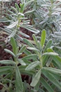 Leaves of the English lavender plant