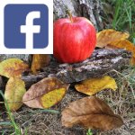 Picture related to Fall garden tasks overlaid with the Facebook logo.