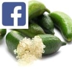 Picture related to Finger lime overlaid with the Facebook logo.
