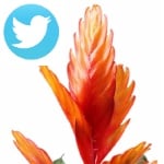 Picture related to Flaming sword overlaid with the Twitter logo.