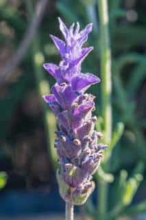 Single French lavender flower (USA)