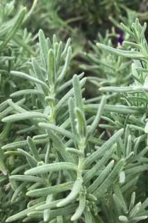 French lavender leafage, as designated in the UK