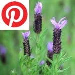 Picture related to French lavender overlaid with the Pinterest logo.