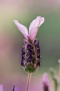 Single lavandula stoechas flower