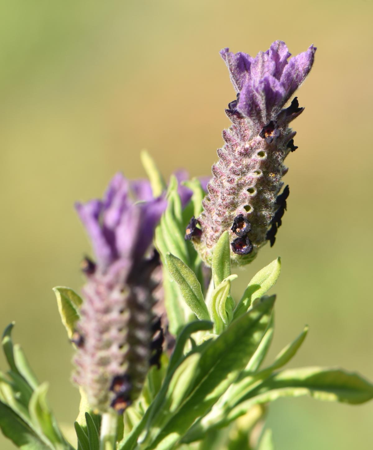 Lavandula Stoechas The Most Fragrant Lavender Planting Care Diseases