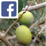 Picture related to Picholine olive love overlaid with the Facebook logo.