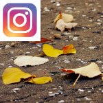 Picture related to September garden tasks overlaid with the Instagram logo.