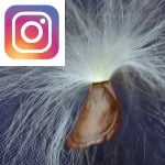 Picture related to Stephanotis seeds overlaid with the Instagram logo.