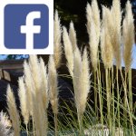Picture related to Pampas grass overlaid with the Facebook logo.