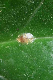 Scale insect on a Zamioculcas zamiifolia leaf