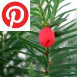 Picture related to Yew overlaid with the Pinterest logo.