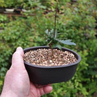 Barberry bonsai seedling