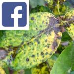 Picture related to Rose tree diseases overlaid with the Facebook logo.