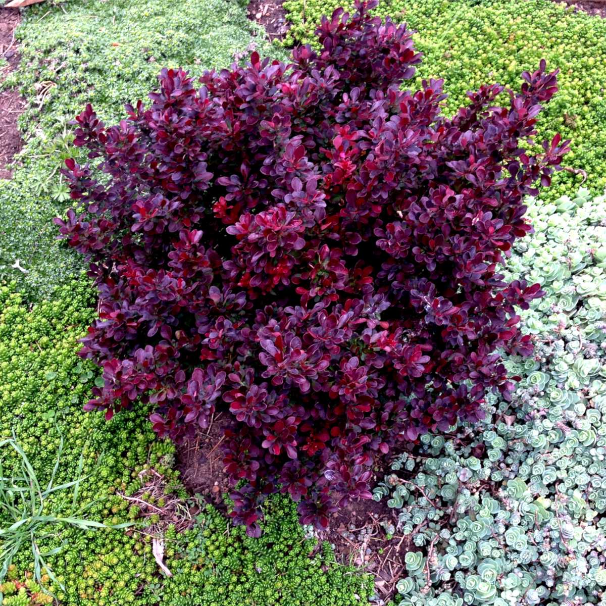 Dwarf barberry varieties, ideal for low hedges or even indoor plants