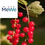 Picture related to Red currant overlaid with the MeWe logo.