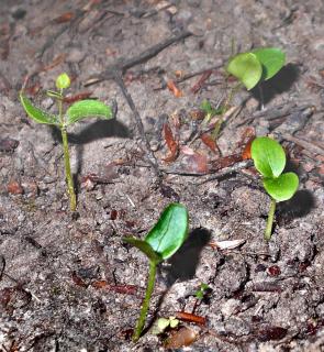 Four katsura seedlings on soil