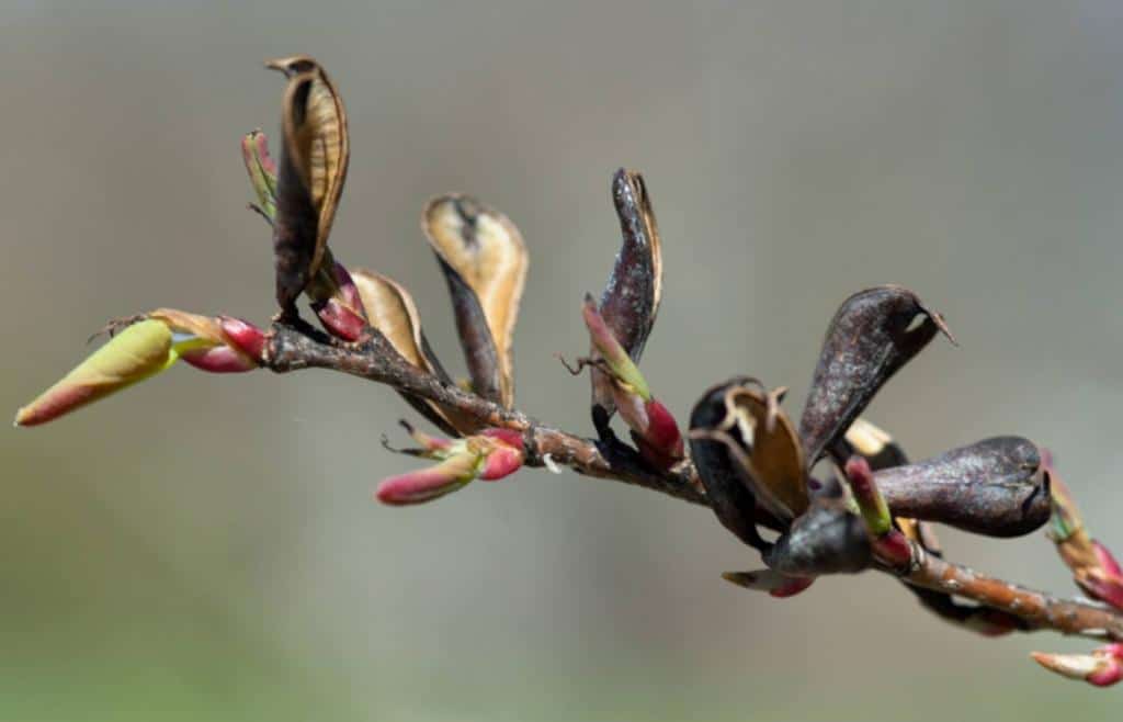 Katsura tree buds unfurling with old pods