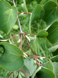 Seed pods growing on a female katsura tree