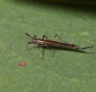 The world's largest thrips is a fungus-eating thrips, Idolothrips spectrum.