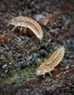 Instars of thrips are called nymphs