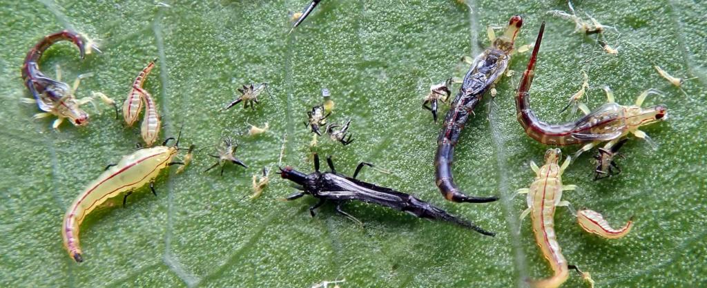 Stages in the life of thrips