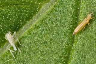 Thrips just having molted on a leaf