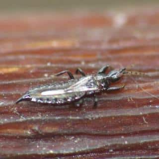 A tubulifera thrips on wood with telltale bristles at the very tip of the cylindrical end ring.