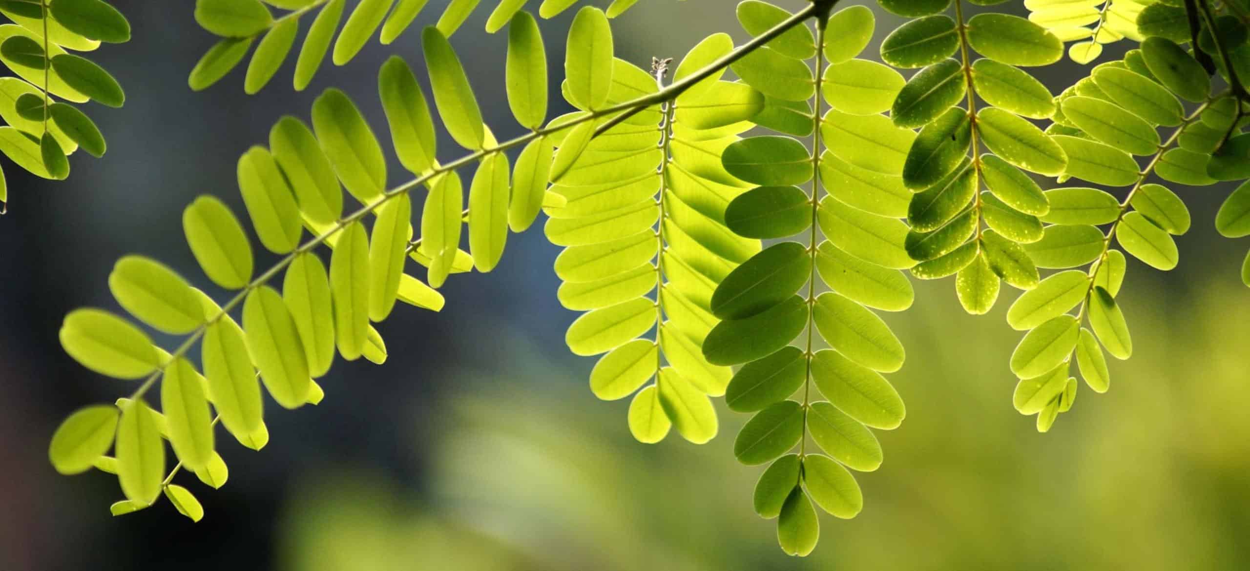 acacia tree: planting, care and pruning of this towering shade-giver