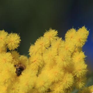 Yellow mimosa acacia flowers