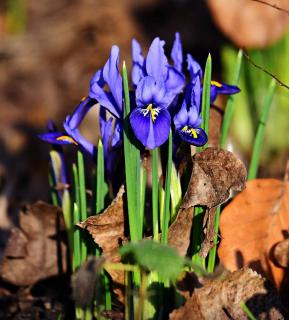 Iris reticulata entretien