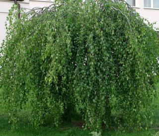 Betula pendula - bouleau pleureur