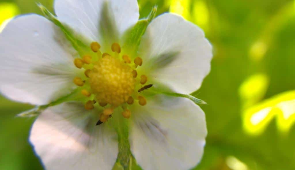 Strawberry flower with tiny thrips on it.