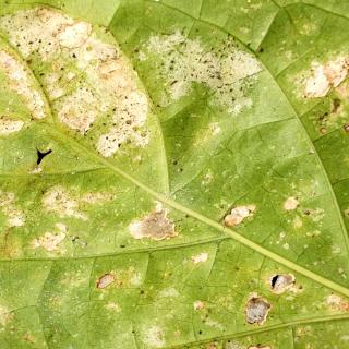 Thrips damage, silver white spots on a plant with black specks.