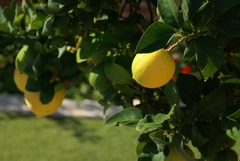 lemon tree