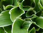 hosta_francee